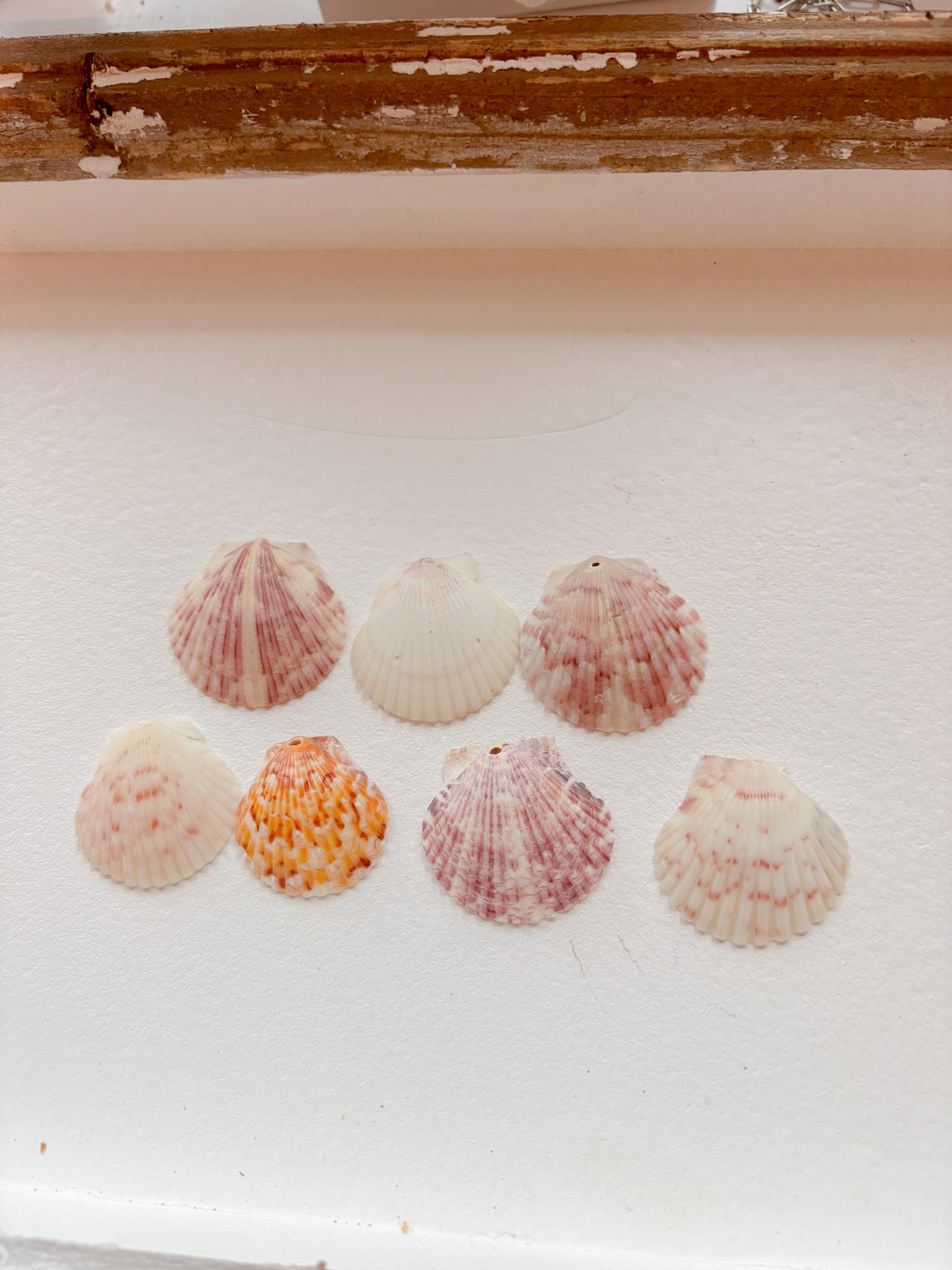Large shell charms