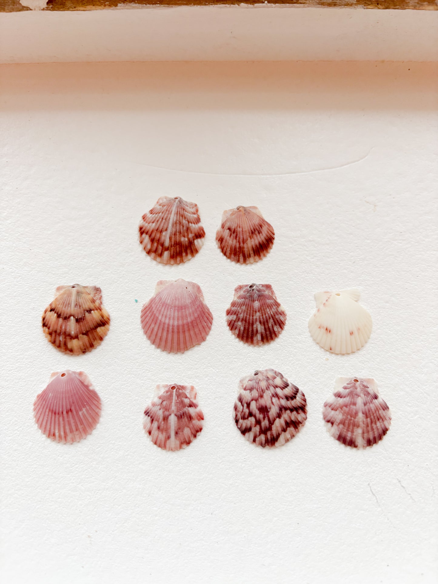 Small Shell Charms