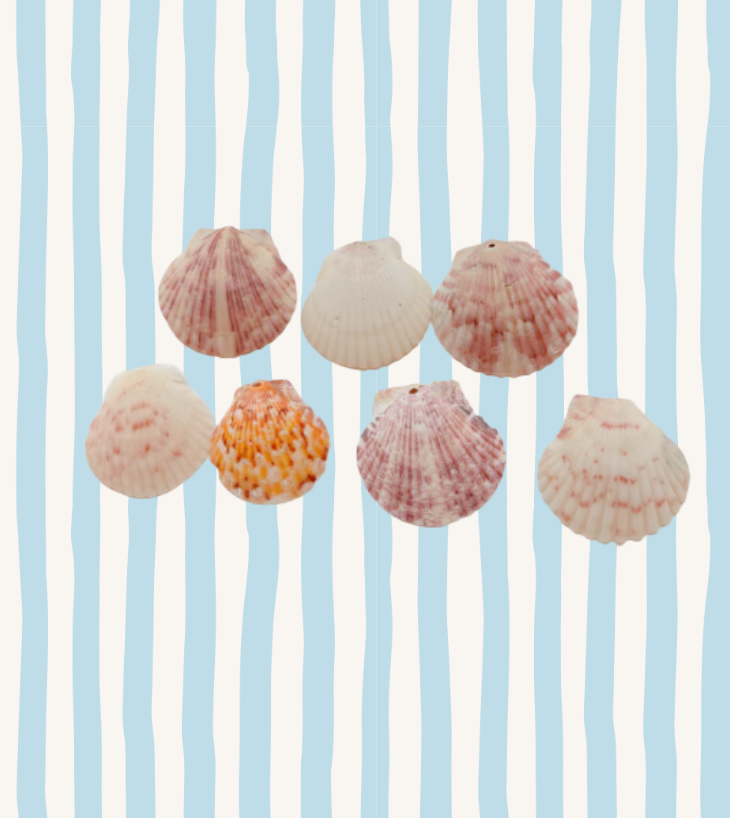 Large shell charms