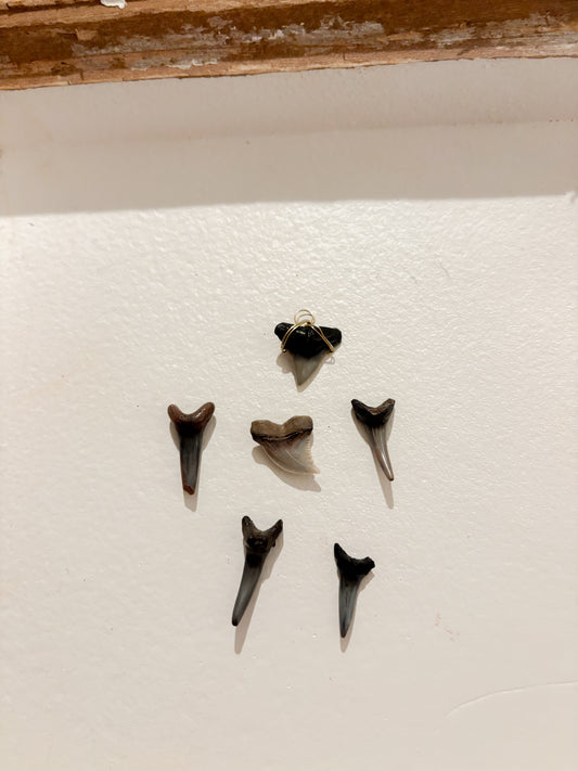 shark tooth charm
