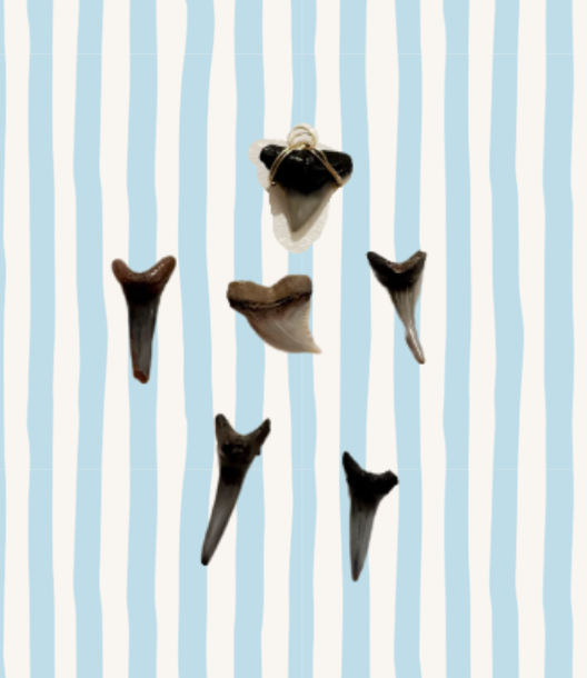 shark tooth charm